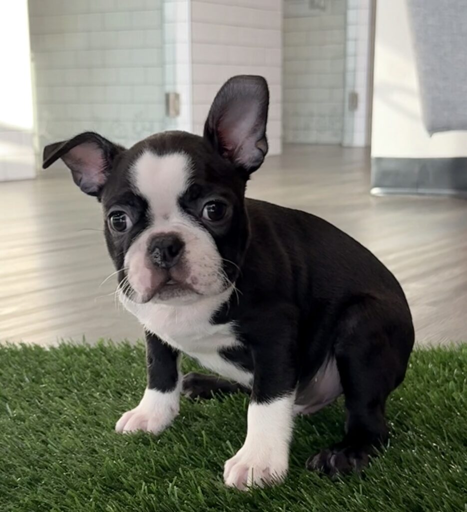Boston Terrier - 8787 Image #1