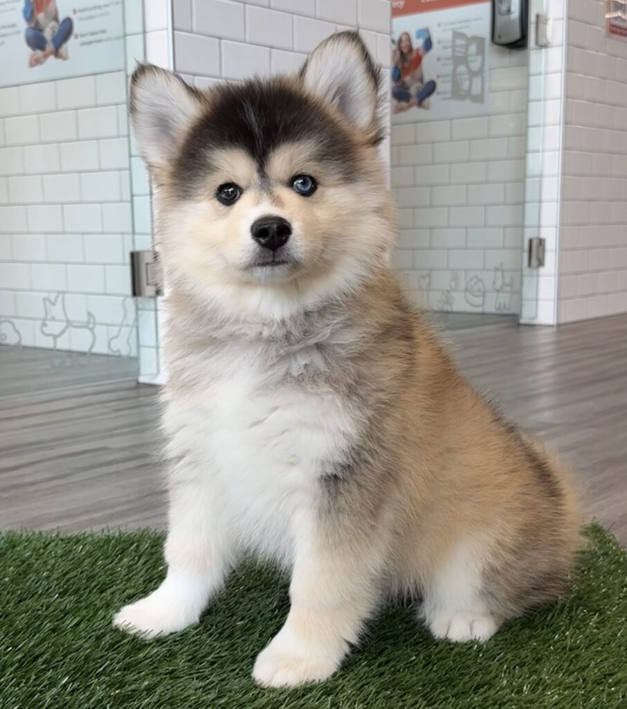 Pomsky - 8798 Image #1