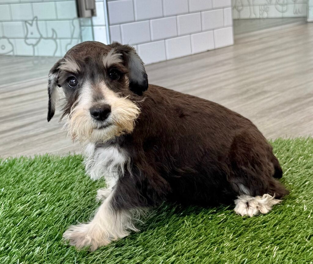 Miniature Schnauzer - 8806 Image #1