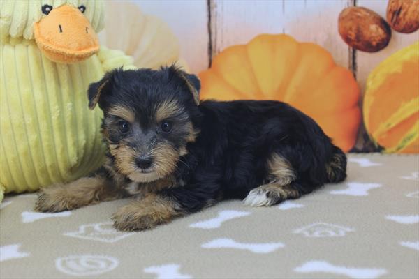 Yorkshire Terrier - 8829 Image #1