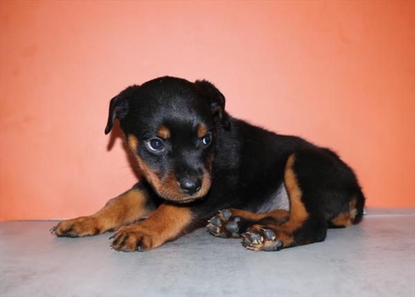 Rottweiler - 8834 Image #1