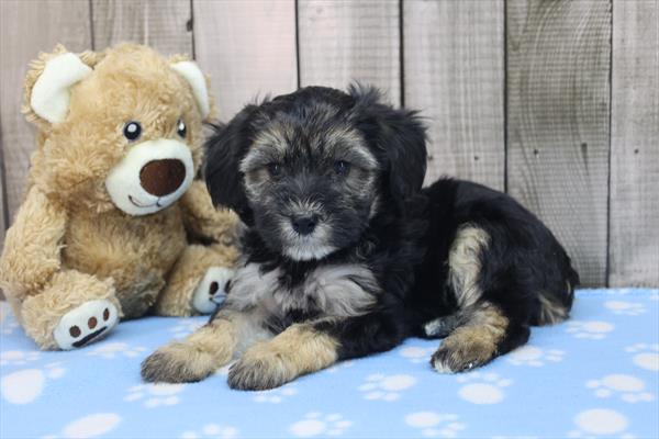 Yorkiepoo - 8830 Image #1