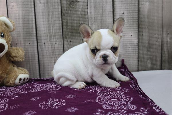 French Bulldog - 8832 Image #1