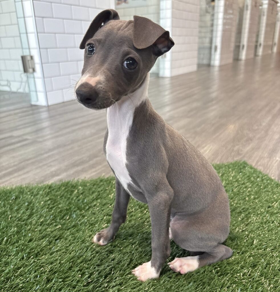 Italian Greyhound - 8820 Image #1