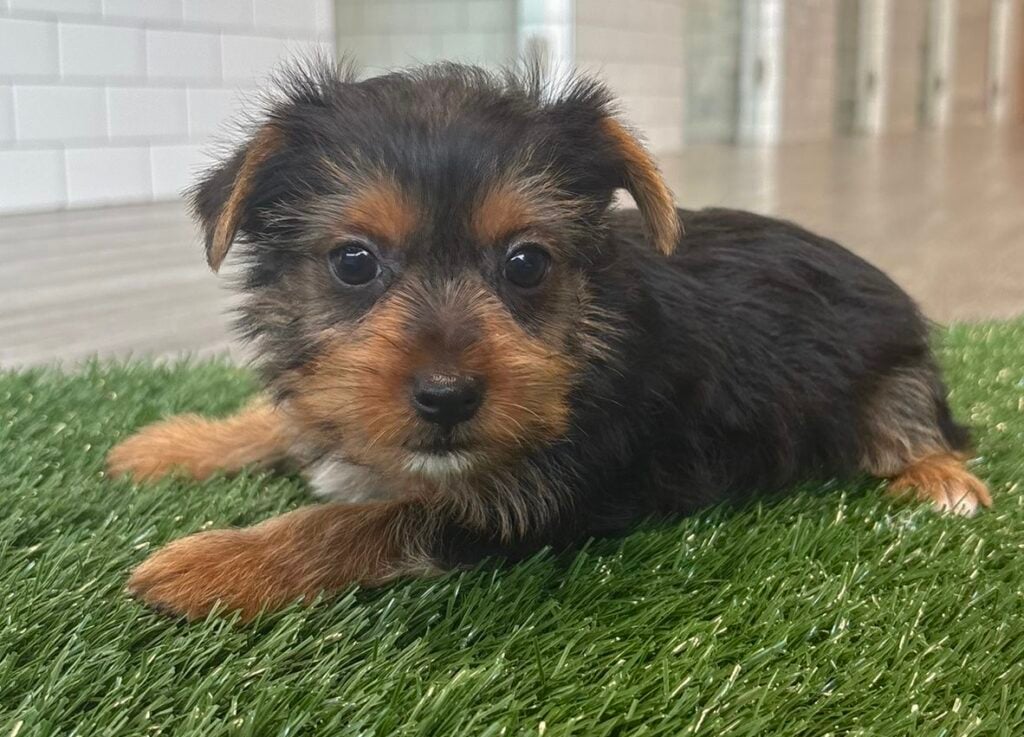 Yorkshire Terrier - 8821 Image #1