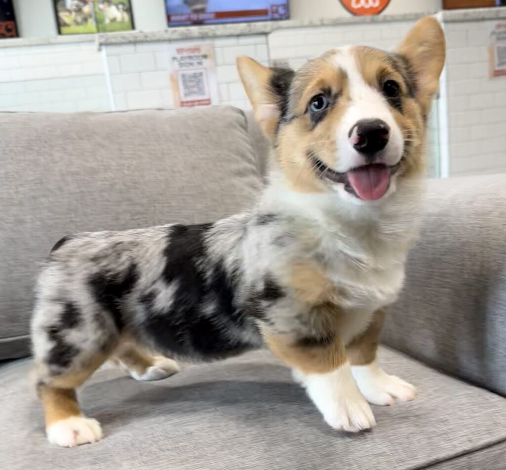 Pembroke Welsh Corgi - 8813 Image #2