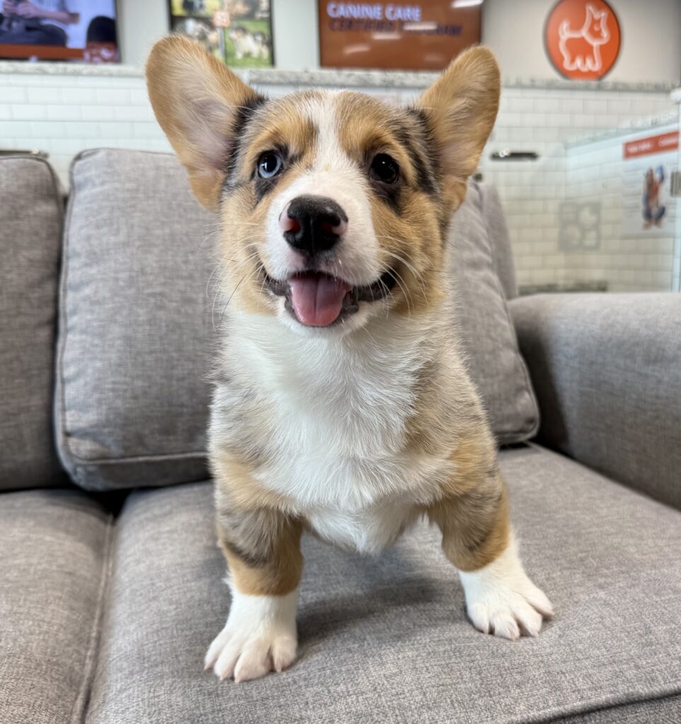 Pembroke Welsh Corgi - 8813 Image #1