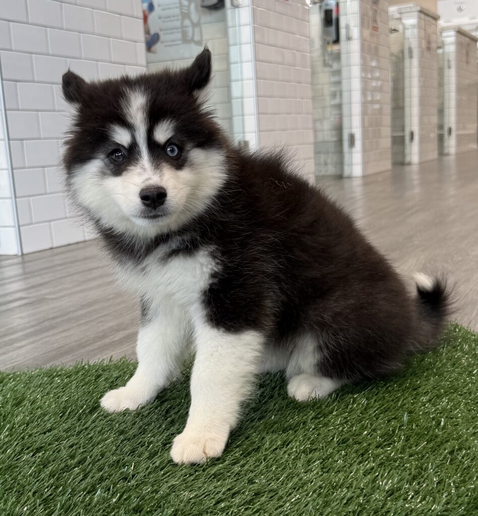 Pomsky - 8815 Image #1