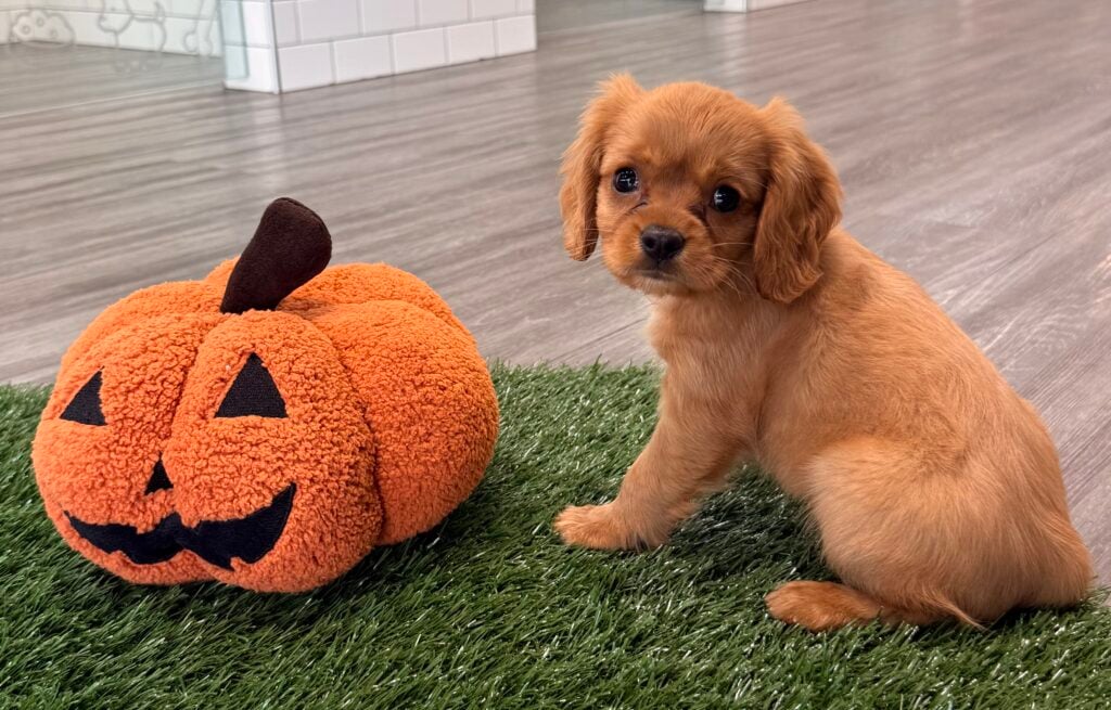 Cavalier King Charles Spaniel - 8842 Image #1