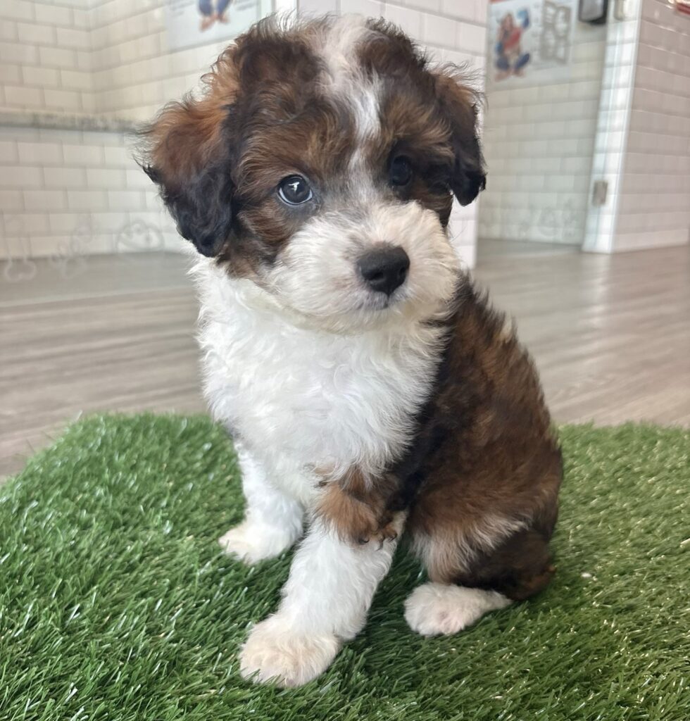 Aussiedoodle Mini - 8819 Image #1