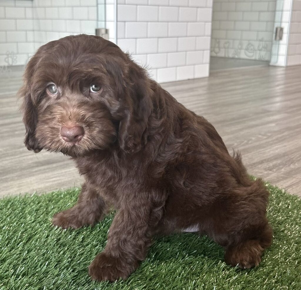 Goldendoodle Mini 2nd Gen - 8817 Image #1