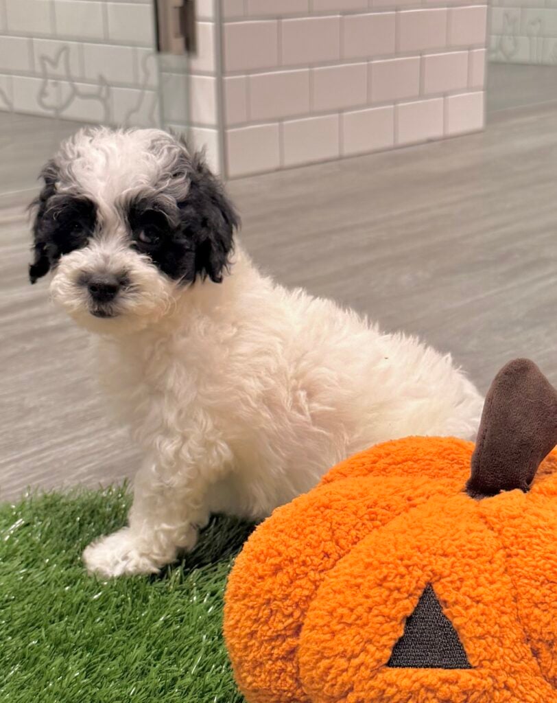 Poodle - 8852 Image #1