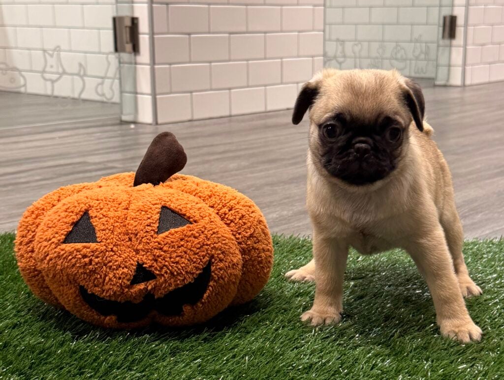 Pug - 8854 Image #1