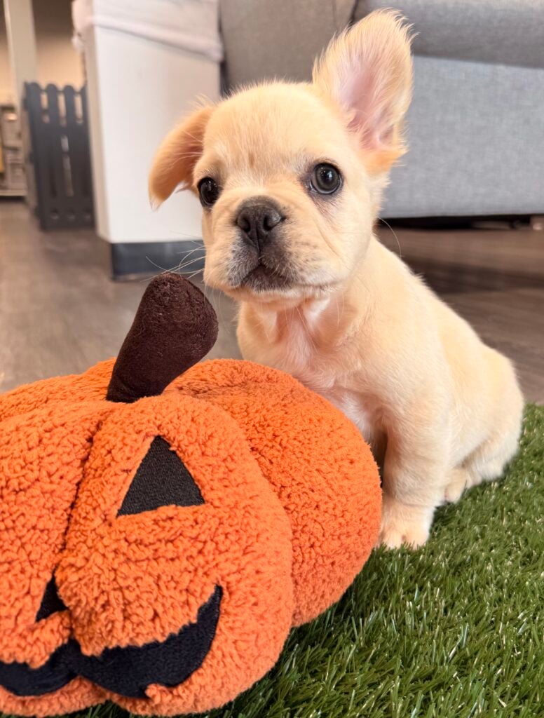 French Bulldog - 8864 Image #1