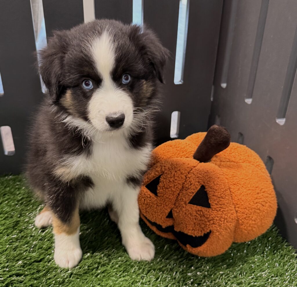 Miniature Australian Shepherd - 8872 Image #1