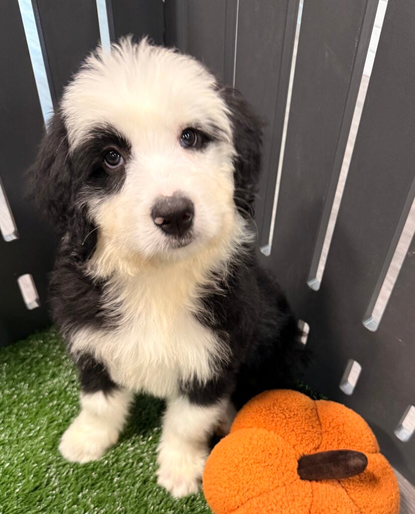 Old English Sheepdog - 8877 Image #1