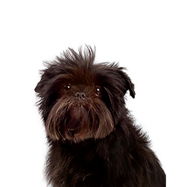 Affenpinscher dog breed