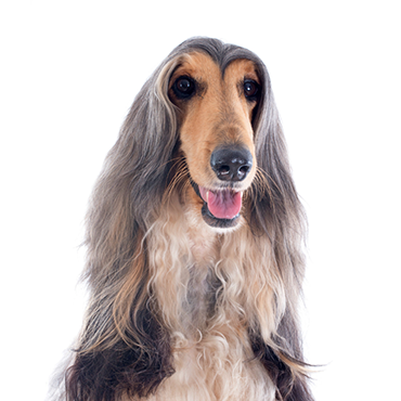 Afghan Hound dog breed