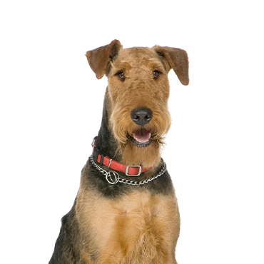 Airedale Terrier dog breed