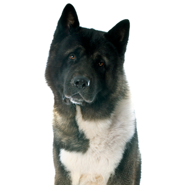 Akita dog breed