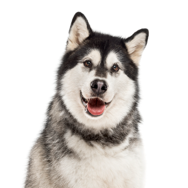 Alaskan Malamute dog breed