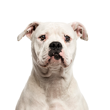 American Bulldog dog breed
