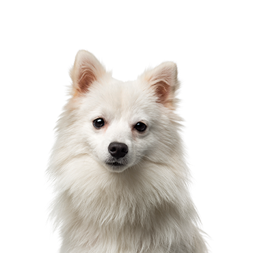 American Eskimo dog breed