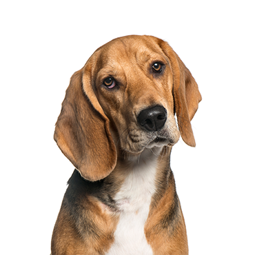 American Foxhound dog breed