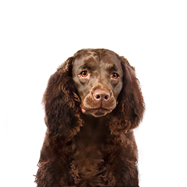 American Water Spaniel dog breed