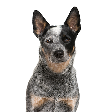 Australian Cattle Dog dog breed