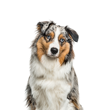 Australian Shepherd dog breed