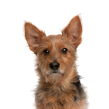 Australian Terrier dog breed