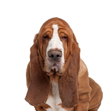 Basset Hound dog breed