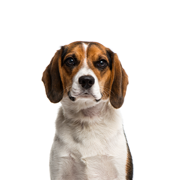 Beagle dog breed