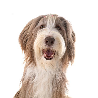 Bearded Collie dog breed