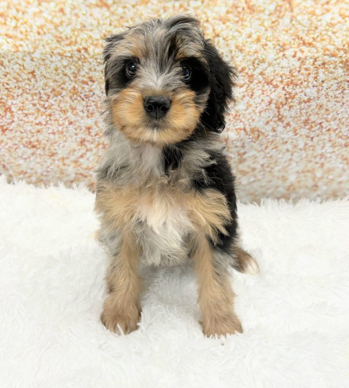 Bernedoodle Mini dog breed