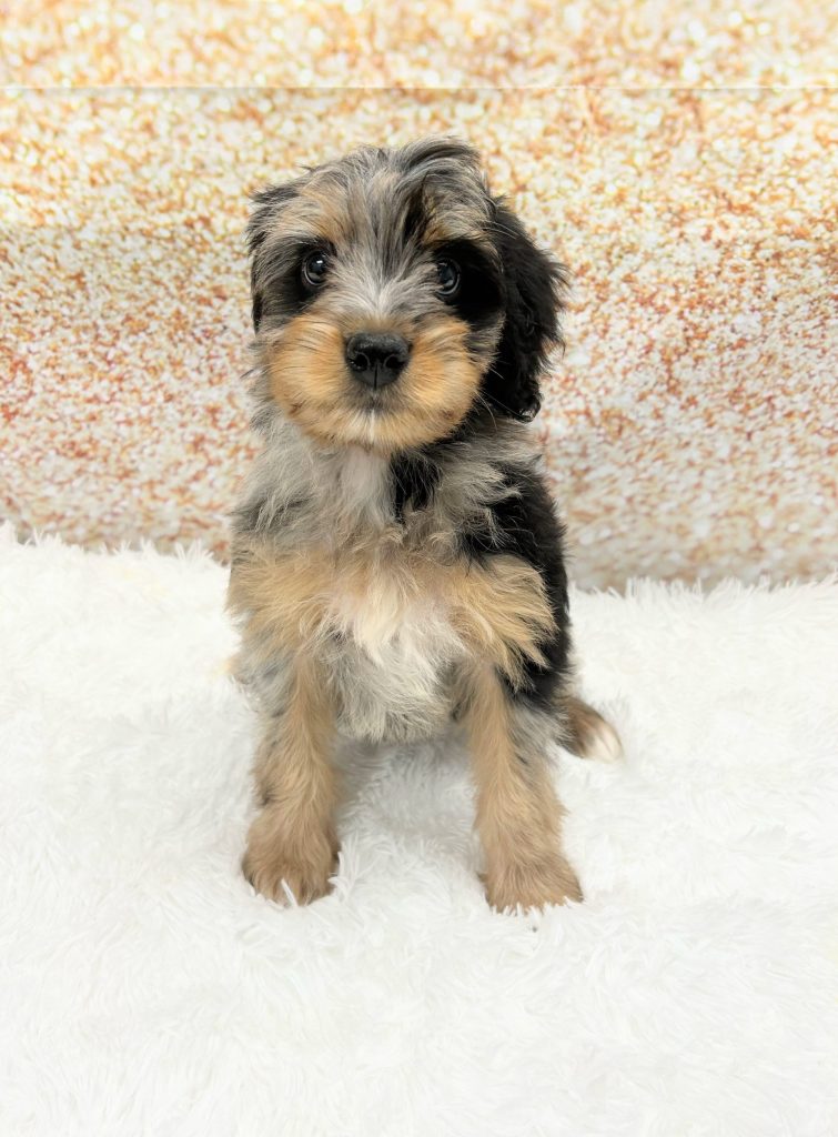 A Bernedoodle Mini