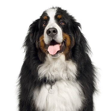 Bernese Mountain Dog dog breed