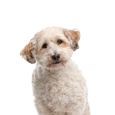 Bichon Poo dog breed
