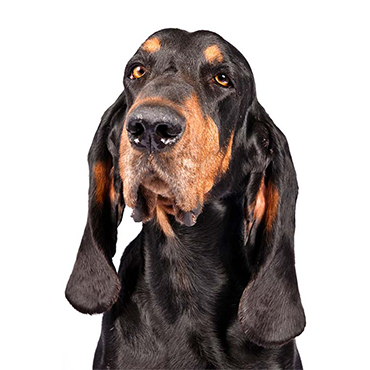 Black and Tan Coonhound dog breed
