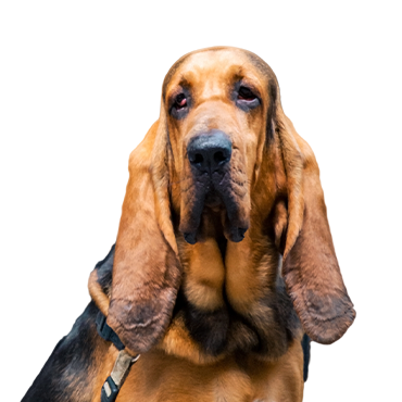Bloodhound dog breed