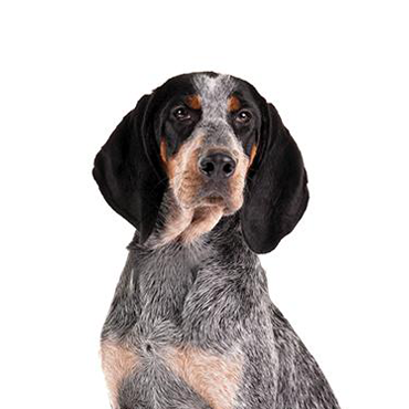 Bluetick Coonhound dog breed