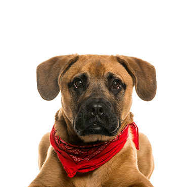 Boggle dog breed