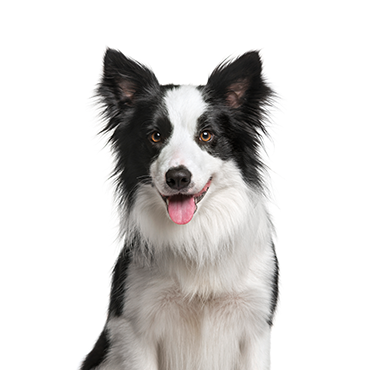 Border Collie dog breed