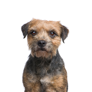 Border Terrier dog breed