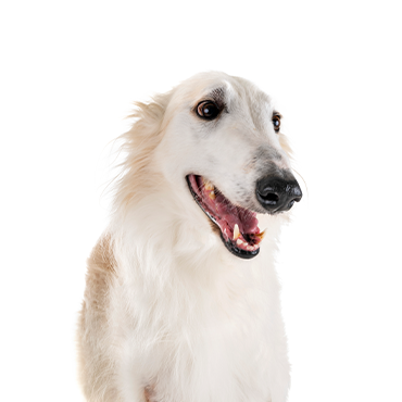 Borzoi dog breed