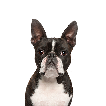 Boston Terrier dog breed