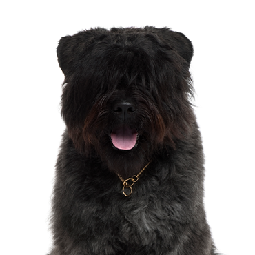 Bouvier des Flandres dog breed