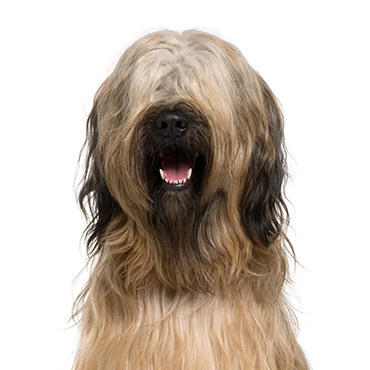 Briard dog breed