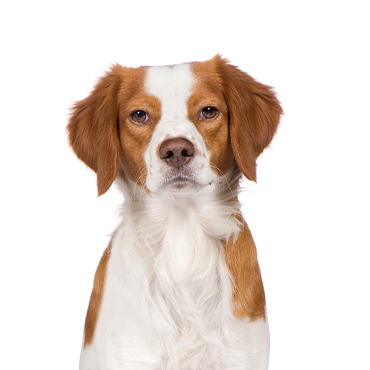 Brittany dog breed
